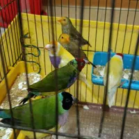 فنچ ستاره ای ، گلدین|پرنده|تهران, سبلان (لشگر)|دیوار