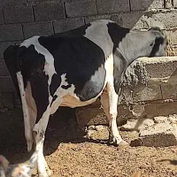 گاو با گوساله نر