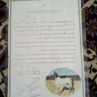 اسب کورند ۶ساله|اسب و تجهیزات اسب‌سواری|نقده, |دیوار