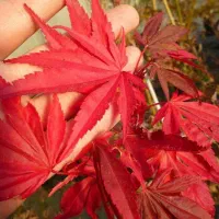 تولید نهال افرا قرمز پیوندی|خدمات باغبانی و درختکاری|بومهن, |دیوار