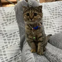 واگذاری گربه اسکاتیش استثنایی