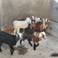 بزغاله نر ماده|حیوانات مزرعه|سنقر, |دیوار