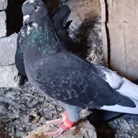 جفت قارایی دم سفید