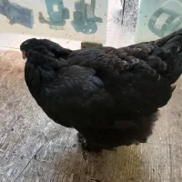مرغ برهما