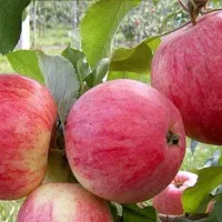 کلی زحمت می‌کشی ولی سیبهات همه پا درختی میشه