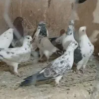 کفتر
