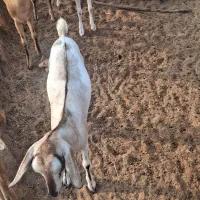 کهره و قوچ|حیوانات مزرعه|مهران (هرمزگان), |دیوار