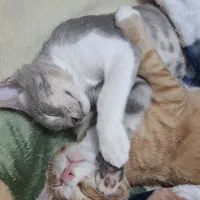 واگذاری گربه