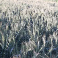 گندم فرانسوی و ایتالیایی