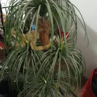 درخت نخل مصنوعی|گل مصنوعی|اهواز, زندوکیلی|دیوار