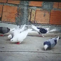 کبوتر