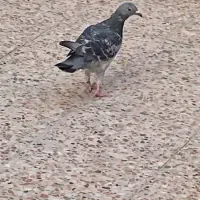 کبوتر پلاکی|پرنده|بندر گناوه, |دیوار