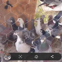 50 عدد کفتر پرشی ضد و خوردی|پرنده|عطاملک, |دیوار