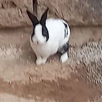 خرگوش|موش و خرگوش|کرمانشاه, |دیوار