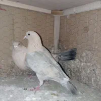 موشی طلایی