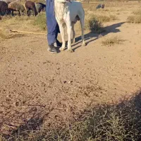 سگ گله|سگ|قم, بلوار امین و ساحلی|دیوار