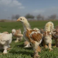 انواع جوجه برهما اصیل