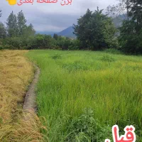 خدمات علفتراشی و هرس گل وگیاه