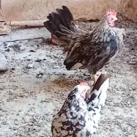 مرغ وخروس مینیاتوری