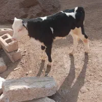 دو عدد گوساله سیمینتال|حیوانات مزرعه|مهربان, |دیوار