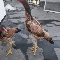 لاری اوشامو|حیوانات مزرعه|قزوین, |دیوار