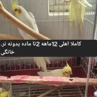 عروس هلندی کاملا اهلی  خانگی و سخنگو|پرنده|مرند, |دیوار