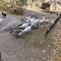 غاز طبیعی
