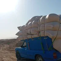 کاه خارشتر و کاه گندم