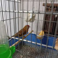 جوجه سره قناری|پرنده|تهران, آهنگ|دیوار