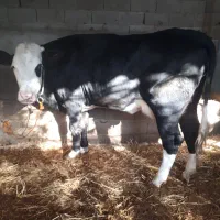 گاو گوساله دار