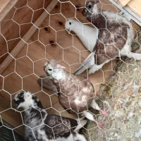 کفتر عطیقه پرشی درجه 1