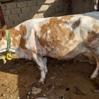 گاو در شادگان