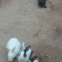 فروش خرگوش|موش و خرگوش|یزد, |دیوار