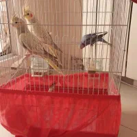عروس هلندی ومرغ عشق