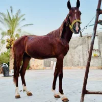 اسب|اسب و تجهیزات اسب‌سواری|حمیدیه, |دیوار