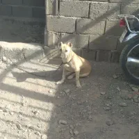 سگ پاکوتا|سگ|قائن, |دیوار