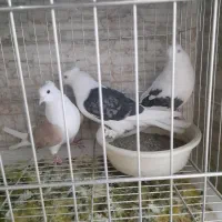 کبوتر گمشده