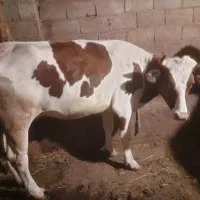 گاو شیری سمینتال اصل