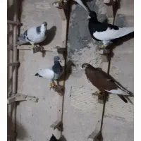 رنگی و دو رگ