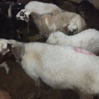 بره نر