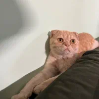 اسکاتیش فولد گلد ny|گربه|گرگان, |دیوار