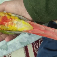 طوطی گرینچیک