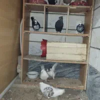 کفتر سالم و سرحال