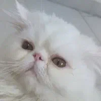 گربه پرشین باهوش وتمیز