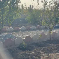 سرمایه گذاری ۳۳۰متری شهرکی  سهیلیه|فروش زمین و ملک کلنگی|محمدشهر, زیبادشت|دیوار