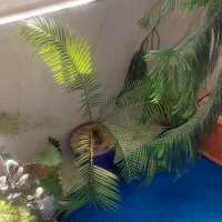 گل های طبیعی|گل و گیاه طبیعی|نیشابور, مازول|دیوار