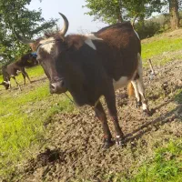 گاو‌ جوان عروسک|حیوانات مزرعه|کلاچای, |دیوار