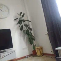 گل قد یکو ۸۵|گل و گیاه طبیعی|محمدیه-قزوین, |دیوار