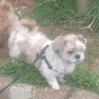 سگ شیتزو gom shode