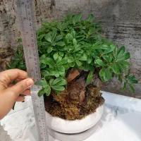 گل بونسای|گل و گیاه طبیعی|اصفهان, تیران|دیوار
